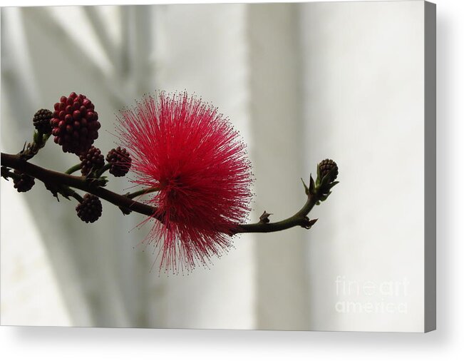 Flower Acrylic Print featuring the photograph Soft Pink by Anita Adams