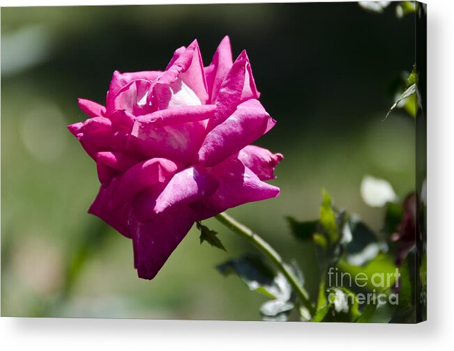 Pink Flower Acrylic Print featuring the digital art Soft Pink by Pravine Chester