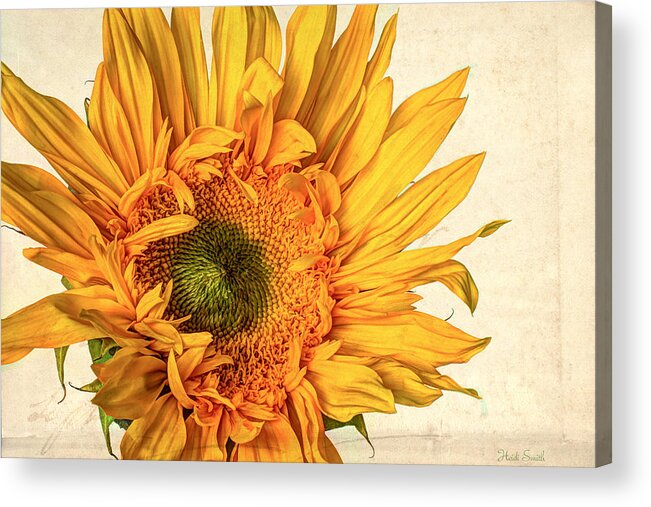 Summer Acrylic Print featuring the photograph Sol by Heidi Smith