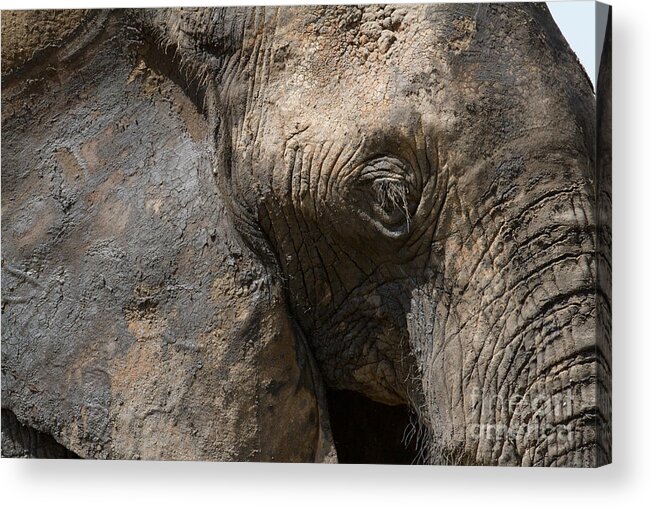 Elephant Acrylic Print featuring the photograph Some Elephants Prefer Mud by Chris Scroggins
