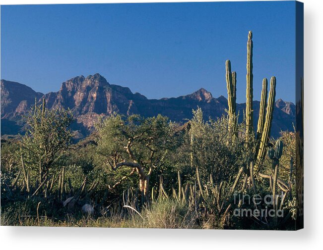 Sierra De La Giganta Acrylic Print featuring the photograph Sonoran Desert, Mexico by Mark Newman