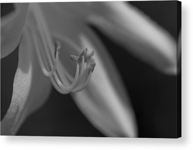 Flower Acrylic Print featuring the photograph Soulless Bloom by Paul Watkins