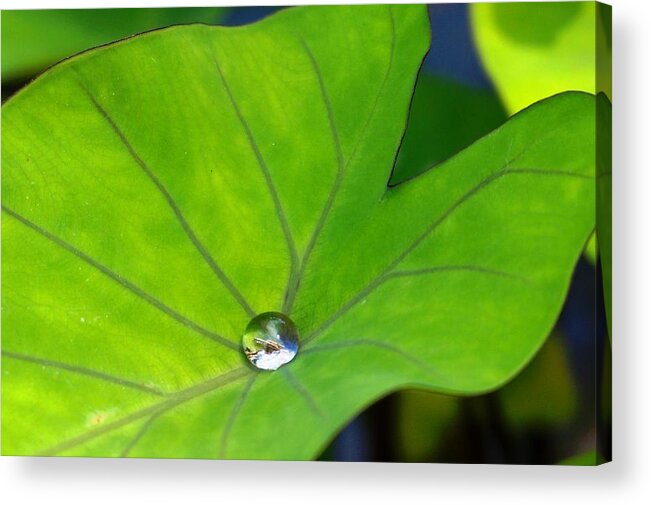 Water Acrylic Print featuring the photograph Source of Life by Julia Ivanovna Willhite