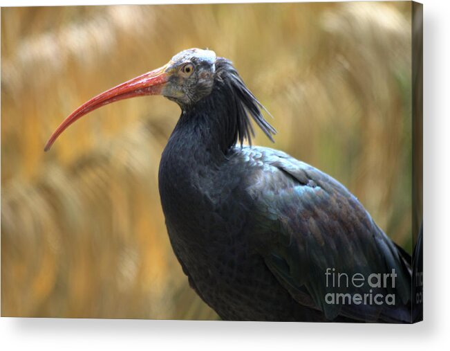 Red Billed Acrylic Print featuring the photograph Northern Bald Ibis by Richard Lynch