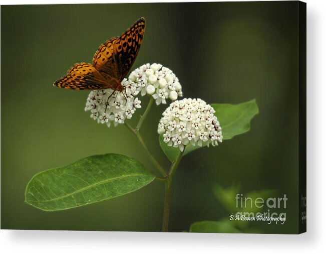 Spangled Fritillary Acrylic Print featuring the photograph Spangled Fritillary by Barbara Bowen