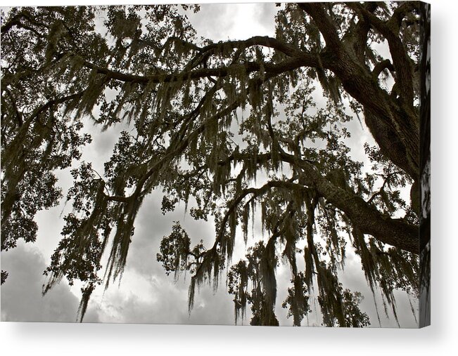 Moss Acrylic Print featuring the photograph Spanish Moss by Alice Mainville