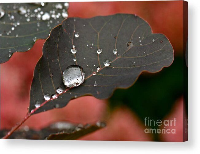 Water Droplets Acrylic Print featuring the photograph Specific Gravity by Dan Hefle