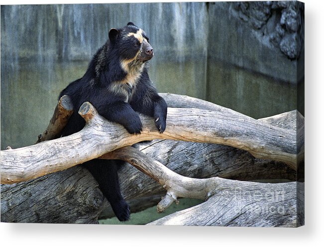  Spectacled Acrylic Print featuring the photograph Spectacled Bear by Timothy Hacker