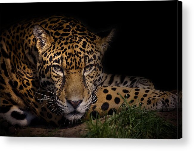 Animal Acrylic Print featuring the photograph Spender by Cheri McEachin