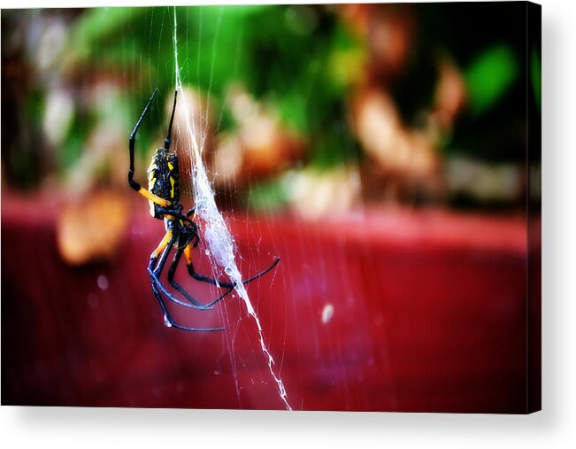 Spider Acrylic Print featuring the photograph Spider and Web by Adam LeCroy