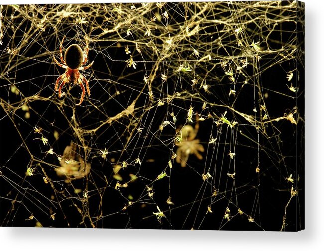 Animal Acrylic Print featuring the photograph Spider On A Web Covered In Flies by Thierry Berrod, Mona Lisa Production/ Science Photo Library