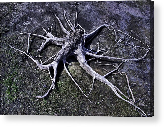 Manasquan Reservoir Acrylic Print featuring the photograph Spider Roots At Manasquan Reservoir by Gary Slawsky