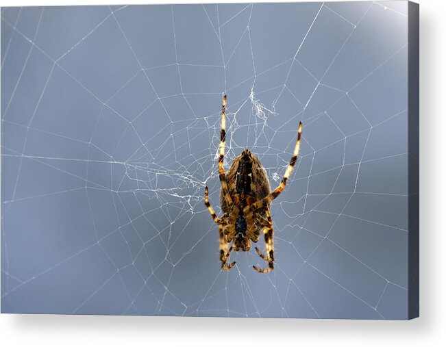 Black Acrylic Print featuring the digital art Spider by Steve Ball
