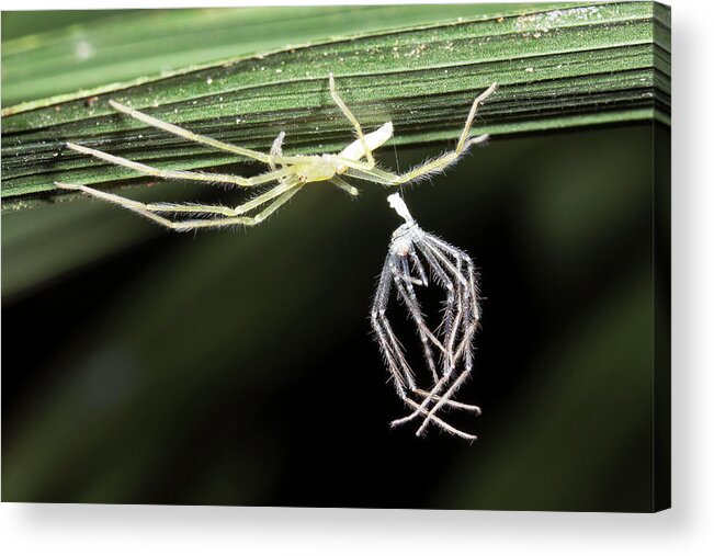 1 Acrylic Print featuring the photograph Spider With Shed Skin by Dr Morley Read