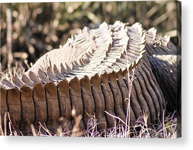 Animal Acrylic Print featuring the photograph Spike by Jessica Brown