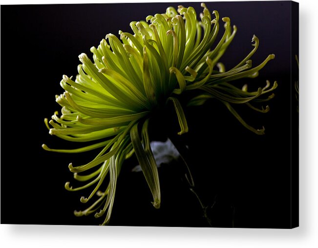 Green Acrylic Print featuring the photograph Spike by Sennie Pierson
