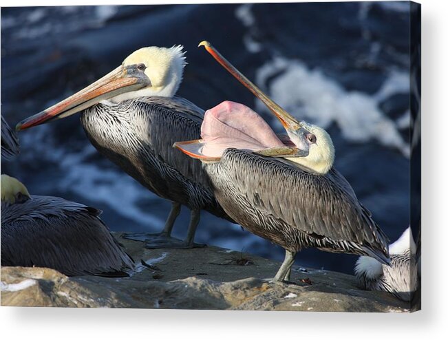 Pelican Acrylic Print featuring the photograph Spill your guts by Nathan Rupert