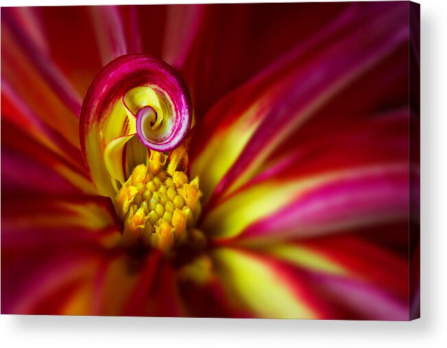 Background Acrylic Print featuring the photograph Spiral by Mary Jo Allen