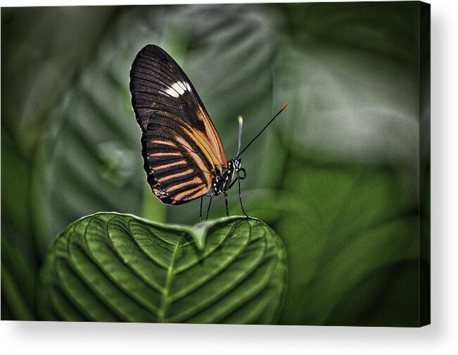 Butterflies Acrylic Print featuring the photograph Splash of White by Donald Brown