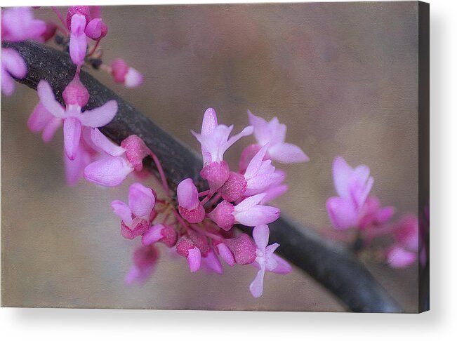 Pink Blossoms Acrylic Print featuring the photograph Splendor Of Spring 3 by Fraida Gutovich