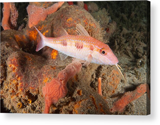 Spotted Goatfish Acrylic Print featuring the photograph Spotted Goatfish by Andrew J. Martinez