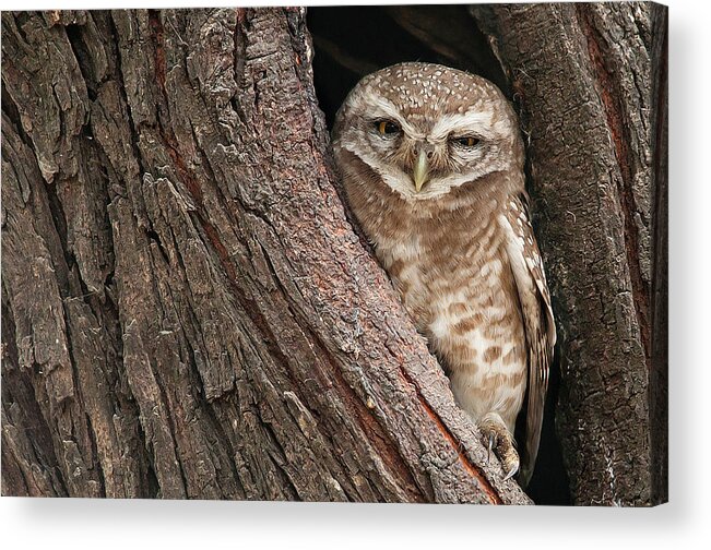 Owlet Acrylic Print featuring the photograph Spotted Owlet by Photography By Masood Hussain