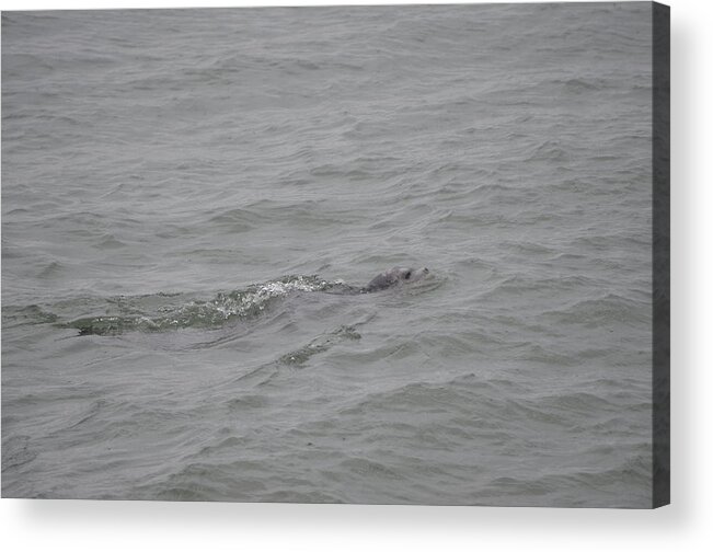 Spotted Seal Acrylic Print featuring the photograph Spotted Seal by James Petersen