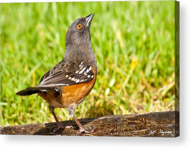 Animal Acrylic Print featuring the photograph Spotted Towhee Looking Up by Jeff Goulden