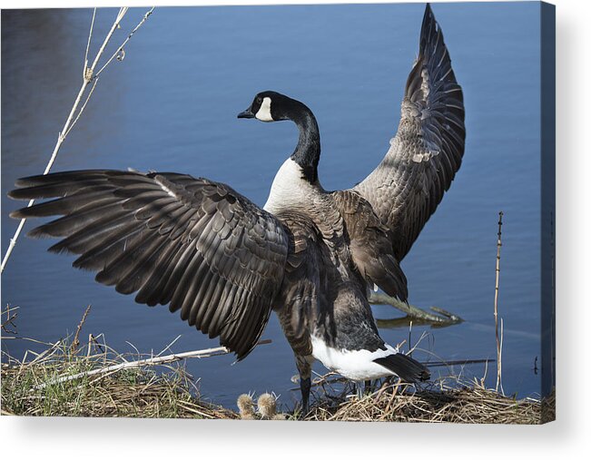 Goose Acrylic Print featuring the photograph Spreading my wings... by David Yack