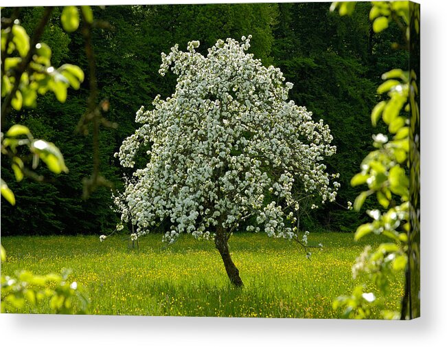 Spring Acrylic Print featuring the photograph Spring - blooming apple tree and green meadow by Matthias Hauser