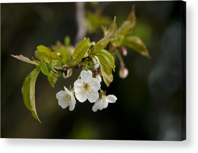Branch Acrylic Print featuring the photograph Spring Blossom by Spikey Mouse Photography
