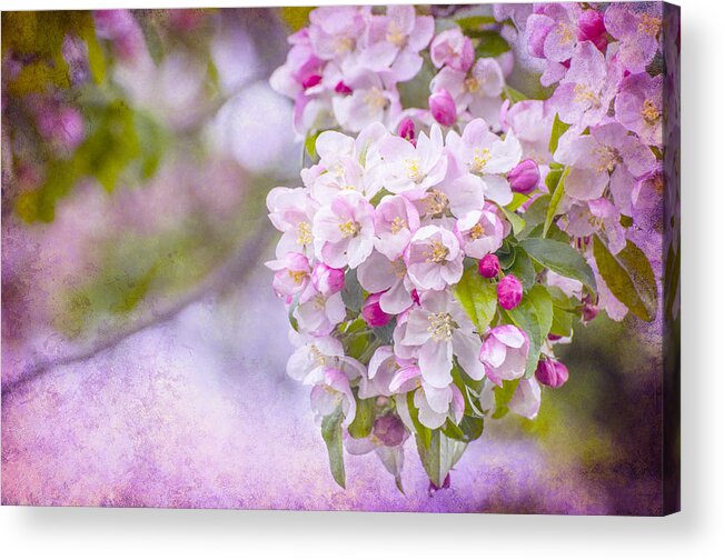 Pink Acrylic Print featuring the photograph Spring Blossoms by Cathy Kovarik