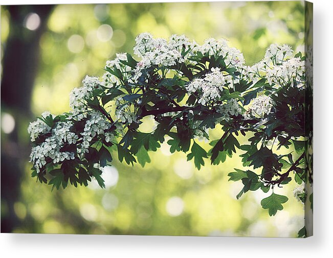 Blossoms Acrylic Print featuring the photograph Spring Blossoms by Melanie Lankford Photography
