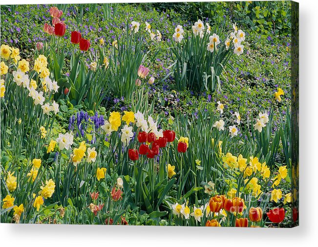 Spring Acrylic Print featuring the photograph Spring Bulb Garden by Alan L Graham