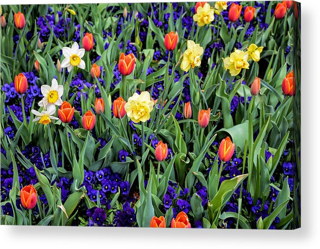 Spring Acrylic Print featuring the photograph Spring Color by Jeanne May