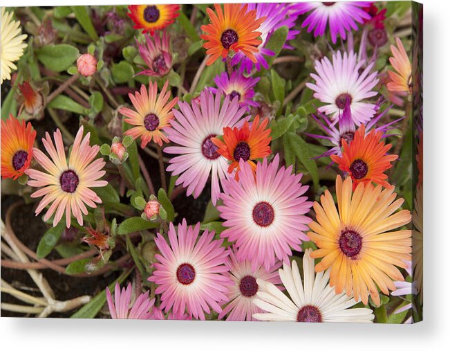 Flower Acrylic Print featuring the photograph Spring colors by Masami Iida
