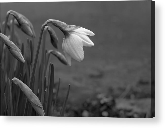 Flowers Acrylic Print featuring the photograph Spring Daffodils by Ron Roberts
