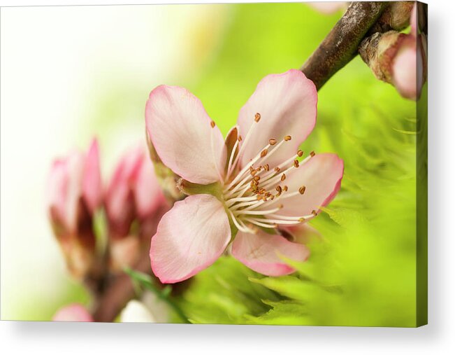 Single Flower Acrylic Print featuring the photograph Spring Flower by Marcomarchi