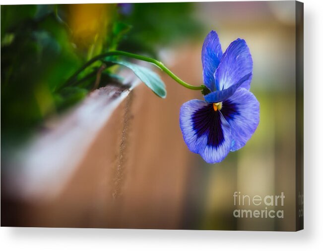 Pansies Acrylic Print featuring the photograph Spring Flowers I by Mary Smyth