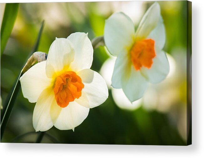 White Acrylic Print featuring the photograph Spring Glow by Bill Pevlor