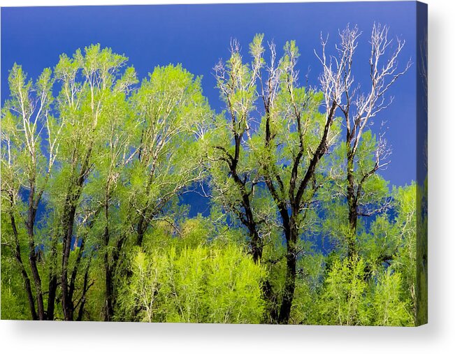 Nature Acrylic Print featuring the photograph Spring Green Before the Storm by Joan Herwig