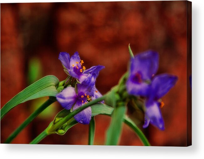 Flowers Acrylic Print featuring the photograph Spring in Medicine Park by Toni Hopper