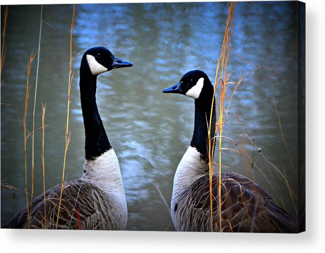 Goose Acrylic Print featuring the photograph Spring Love by Mary Zeman