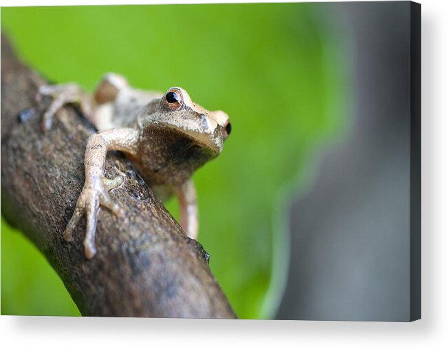 Amphibia Acrylic Print featuring the photograph Spring Peeper by Paul Whitten