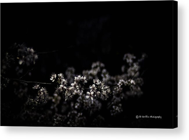 Spring Buds Acrylic Print featuring the photograph Spring Returns 1 by Al Griffin