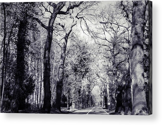Netherlands Acrylic Print featuring the photograph Spring road Among the Mighty Trees by Jenny Rainbow