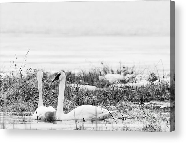 Trumpeter Swan Acrylic Print featuring the photograph Spring Romance by Cheryl Baxter