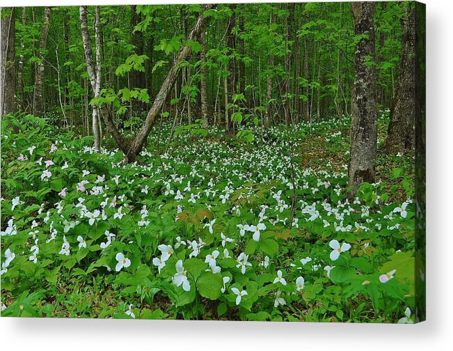 Trilliums Acrylic Print featuring the photograph Spring Sight by Kathryn Lund Johnson