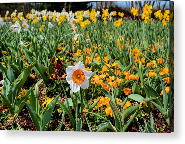 Daffodils Acrylic Print featuring the photograph Spring Smiles by Jeanne May