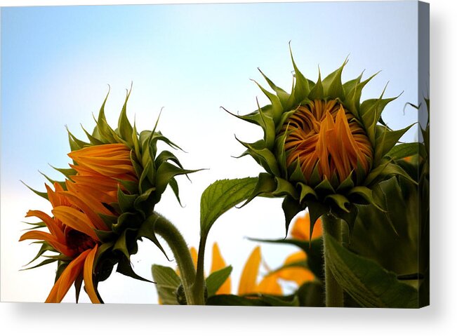 Sunflowers Acrylic Print featuring the photograph Spring Sun Shine by Gregory Merlin Brown